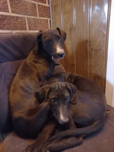 акустические системы teac колонка в виде собак: Тайган, 3 месяца, Самка, С родословной — 2