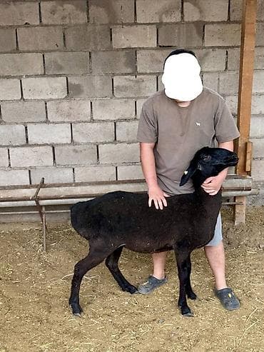 куньминская овчарка: Продаю | Овца (самка), Баран (самец) | Арашан | Для разведения — 3