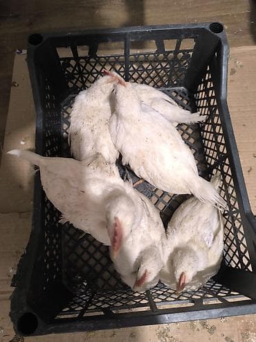 бачок 1 т: Леггорн жөжөлөр сатылат 15 штук 1 ай 10 күндүк — 2