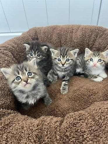 Мышыктар сатылат: Пушистые котята 2 девочки и один мальчик отдадим даром в хорошие руки — 1