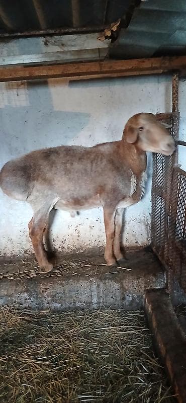 ищу баран: Продаю | Овца (самка), Ягненок, Баран (самец) — 3