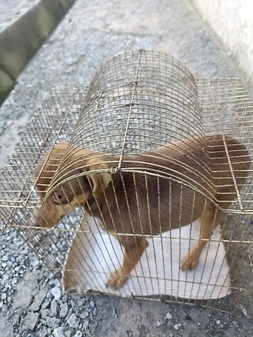 хаски 8 месяцев: Чихуахуа, 6 месяцев, Самка, С прививкой — 2