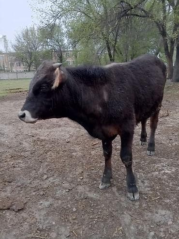 ат жаныбар: Сатам | Бука (эркек) | Бордоп семиртүү үчүн — 2