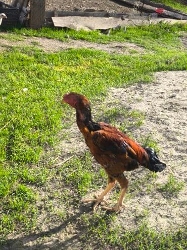 Продаю | Петух