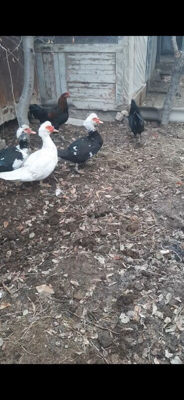 Услуги ветеринара: Индоутки, мускусные, шыптуны(3ш) 1500сом прошу — 2