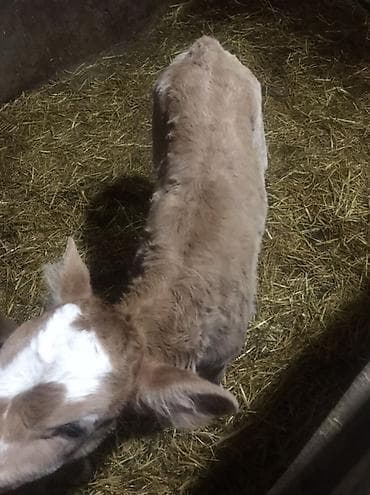 чешские козы: Продаю | Тёлка | Симментальская | Для молока, Для разведения — 4