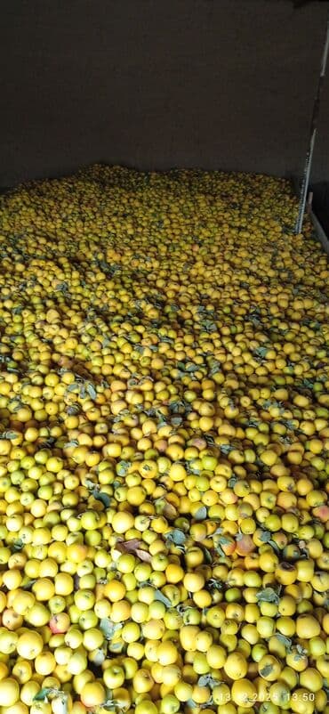 ак тош: Алмалар Дүңүнөн — 3