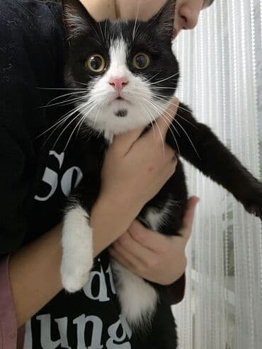 купить чихуахуа в бишкеке: Котята домашние, короткошёрстные. - Окрасы: черно-белые.классические — 1