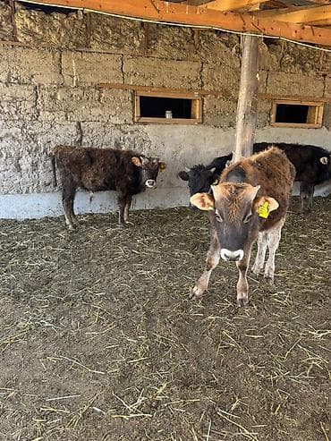 обмен на крс: Продаю | Бык (самец) | Полукровка | На откорм — 6