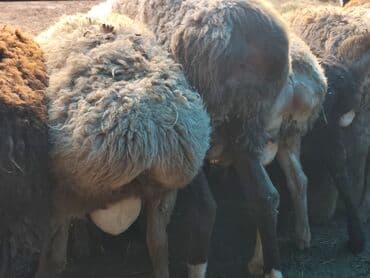 булдок ит: Продаю | Баран (самец) | Гиссарская, Арашан | На забой — 7