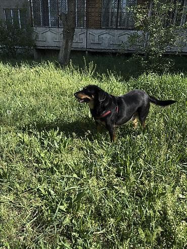 сколько стоит собака лайка: •	Собака Лада 6 лет (порода возможно метис с охотничьей) — 2
