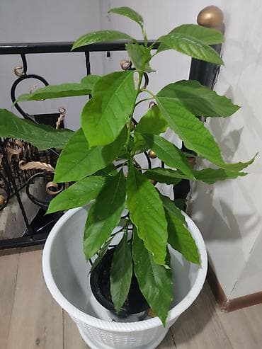 Бөлмө өсүмдүктөрү: Авокадо (Persea americana) в горшке - Домашний саженец авокадо с — 4