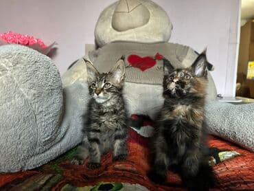 американская енотовая кошка: Мейн-кун котята - Порода: мейн-кун, типичные крупные уши с — 4