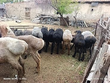 щенок хаски: Продаю | Овца (самка) | Для разведения | Матка — 2