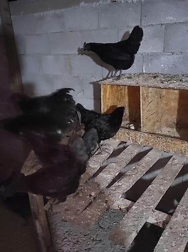 цесарка купить: Продаю курей и петушков (лакенданзи и аям цемани) чёрное мясо чёрные — 4