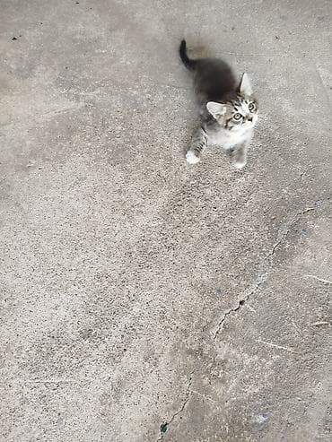 Кошки: Котята отдам даром Котята домашние, короткошёрстные. Самостоятельно — 3