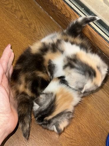 Животные: Чистопородные шотландские котята от красивой привозной пары (Россия) — 6