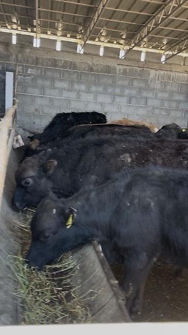 бычок бельгиец: Продаю | Музоо, торпок | Абердин-ангус | На откорм — 2