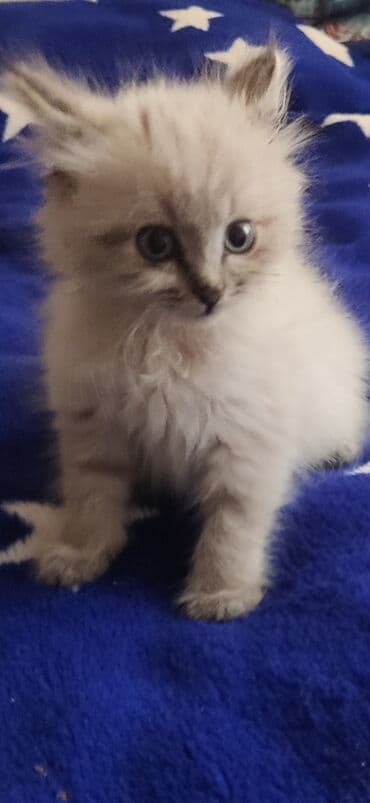 Грызуны: 2 месяца, Девочка, Приучена к лотку, Проглистована — 1