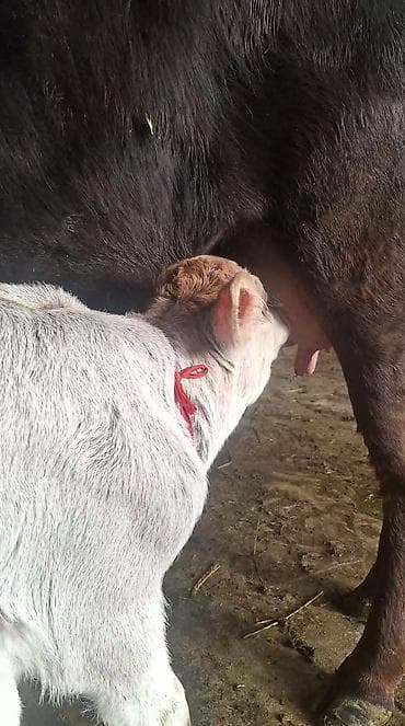 хара: Сатам | Уй (ургаачы) | Сүт алуу үчүн | Музоологондон кийин — 1