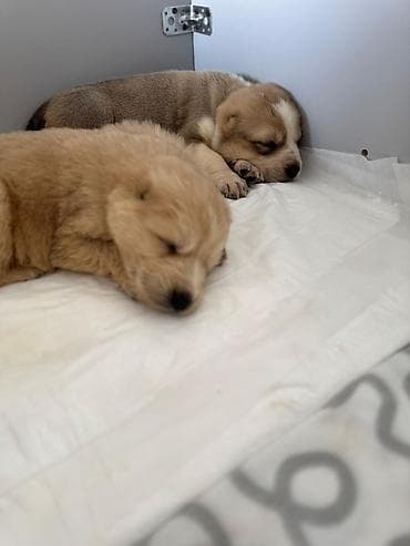 Вязка собак: Алабай, 1 месяц, Самка — 5