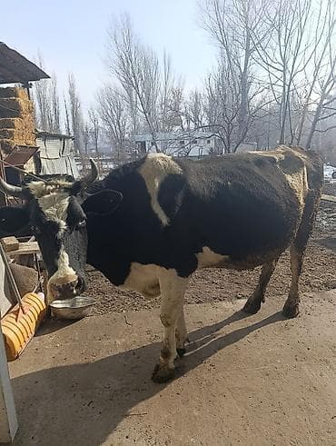 Продаю | Корова (самка) | Полукровка | Для молока | Привязанные