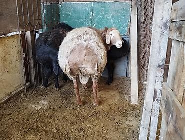 овчарка самка: Продаю | Овца (самка) | Для разведения | Матка — 1