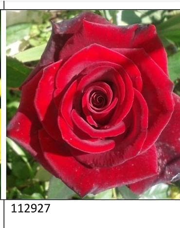 саат часы: Роза Эксплорер (Explorer) - Крупноцветковая чайно-гибридная роза с — 3