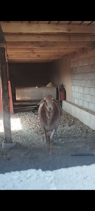 продажа щенков немецкой овчарки с документами в бишкеке: Продаю | Баран (самец) | Арашан | Для разведения | Племенные — 3