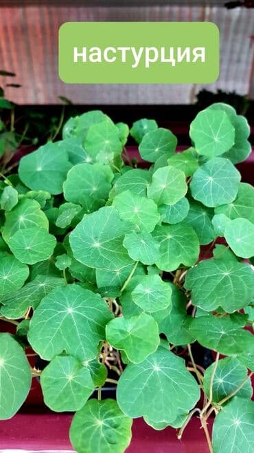 превосходный сорт яблок: Продается вкусная красивая и очень полезная микрозелень в большом — 13