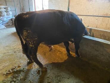 сколько стоит коза дойная купить: Продаю | Бык (самец) | На откорм | Привязанные — 3