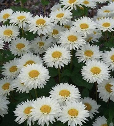 кливия цветок: Ромашка садовая (нивяник, Leucanthemum) — набор делёнок/черенков для — 1