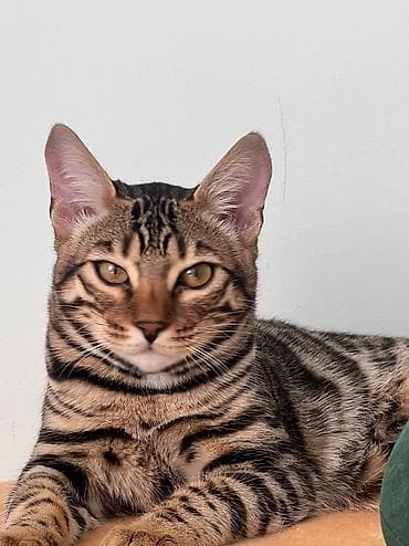 тор рыба: Бенгальская, 6 месяцев, Девочка, Проглистована — 1