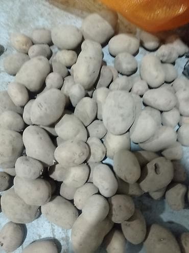 Картошка Джелли