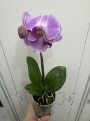 сколько стоят гипсофилы: Орхидеи сортовые в наличии.Цена от 800c-1600с.Бишкек — 7