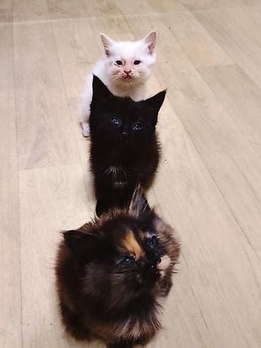 scottish fold: Беспородная, 1 месяц, Девочка, Приучена к лотку — 1