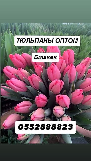 Гирлянды: Тюльпаны оптом — Бишкек. - Свежесрезанные розовые тюльпаны с плотным — 1