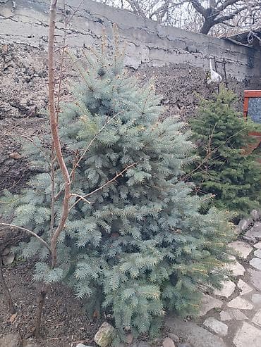 ягода калина: Ель голубая (Picea pungens, «голубая ель»), декоративная хвойная — 1