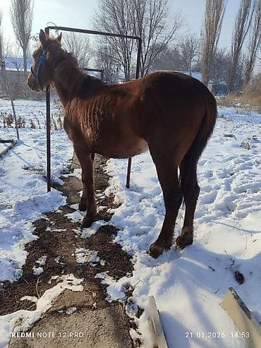 донская порода: Продаю | Жеребец | Полукровка | Рабочий — 10