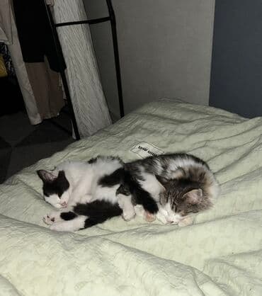 растения в аквариум: 3 месяца, Девочка, С прививками, Приучена к лотку, Проглистована — 4