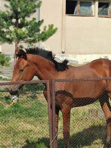 где можно купить кошку в бишкеке: Другие животные — 2