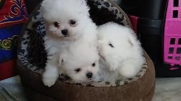 щенок лайка: К раннему бронированию доступны шикарные щенки померанского цверг — 4