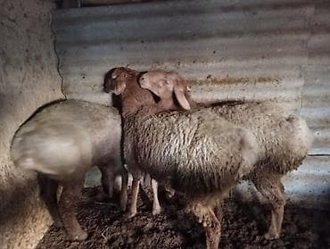 кролик баран: Продаю | Ягненок | Для разведения — 1