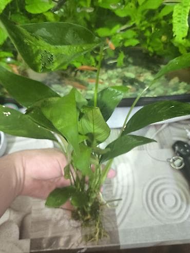 Продаю Аквариумное растение Анубиас (вероятно Anubias barteri/Anubias