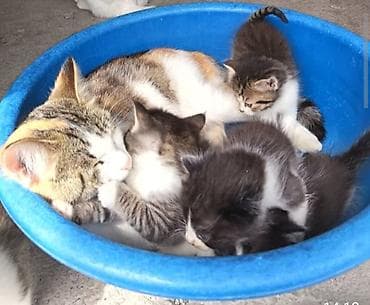 bb kitty бишкек: Котята вместе с кошечкой ( с мамой) отдаётся в хорошие, заботливые — 4