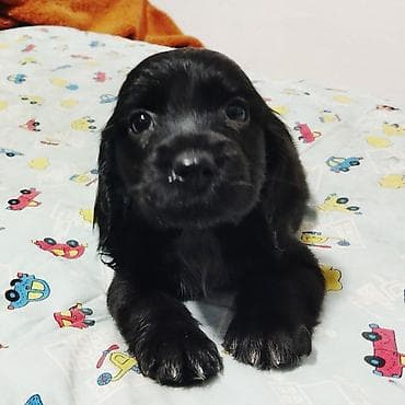 алабай цена щенка: Спаниель, 1 месяц, Самец, С прививкой — 6