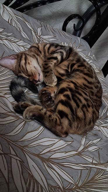 сколько стоит котенок бенгала: Бенгальская, 1 год, Девочка, Приучена к лотку, Проглистована, С документами — 5