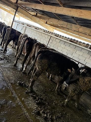 сельскохозяйственные животные продажа: Продаю | Бык (самец) | Симментальская | На откорм | Привязанные — 7