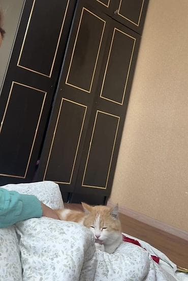 Услуги ветеринара: Кошка даром: Беспородная, 2 года, Мальчик, Кастрирована, Проглистована — 4