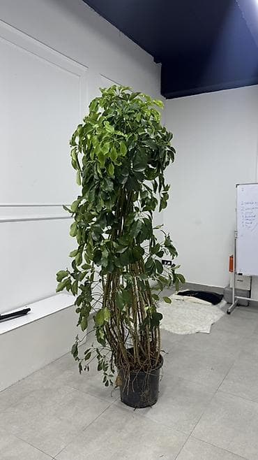 Крупномерая лиана/дерево в горшке (вероятно шефлера, Schefflera — 3